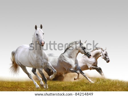three stallions