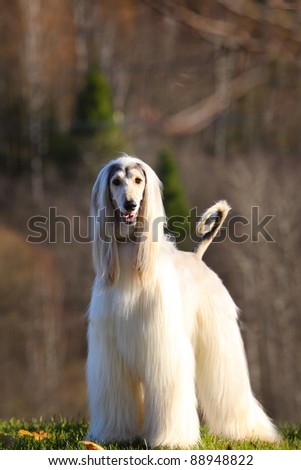 white afghan hound