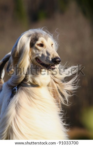 white afghan hound