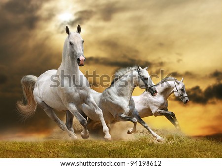 stock photo : white horses