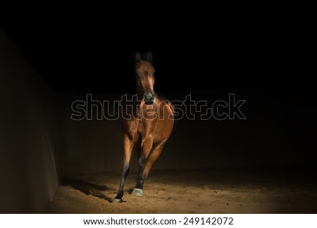 Bay arabian horse training in the riding hall