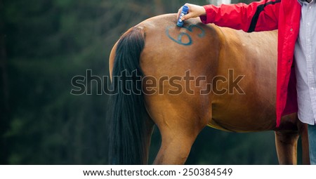 Veterinarian makes marking on a horse at veterinary control at equestrian event