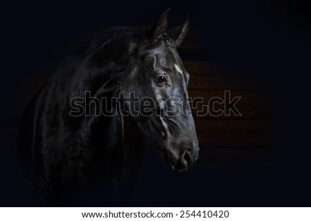Horse on black. Studio shot