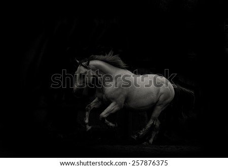 white horse run in dark running