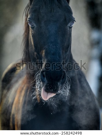 black horse close up (small grip)