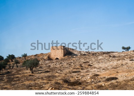 biblical olive trees and house, Palestine, Israel