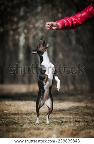 A brown mixed breed dog reaching for a treat held by her trainer, at a park on a sunny day.