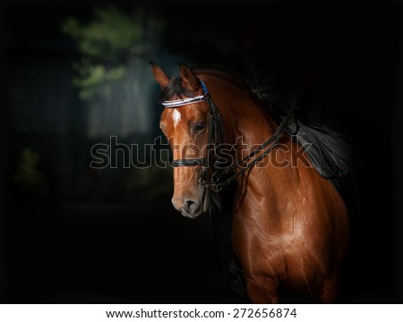 Sport dressage horse in manege over a dark background