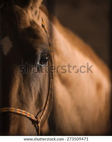 Closeup of a horse head, with eye in the center of composition, in dark stable box