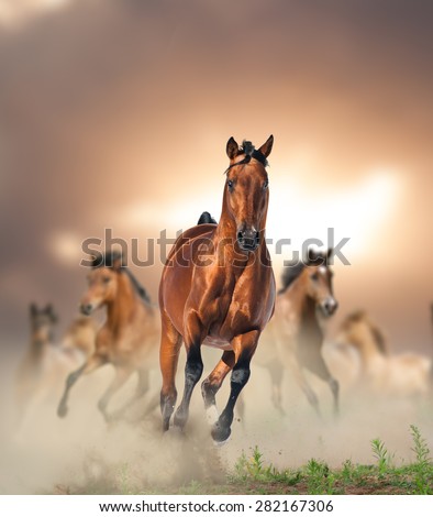 Herd of wild bay horses running in dust in sunset