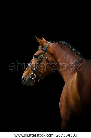 Bay thoroughbred dressage horse over a black background