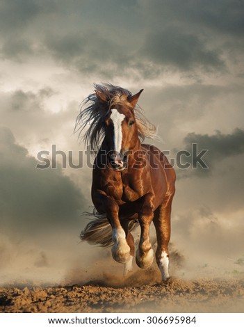 Wild chestnut draft horse running gallop under the cloudy skies