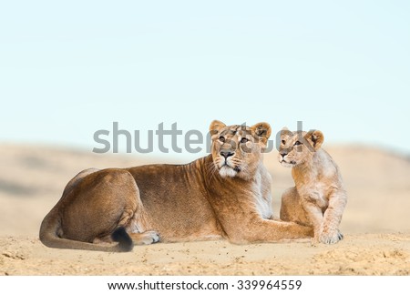 Lioness with her cub having rest in desert