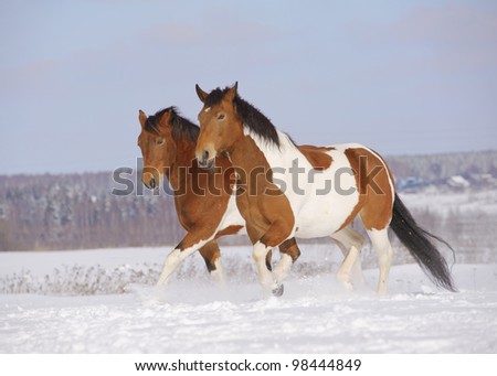pinto horses in winter