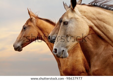 purebred horses closeup in sunset. small depth of field