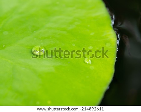 Water droplets on Lotus leaf in the water jar.