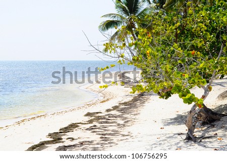 Deserted Desert Island shore with trees, sand and sea.
