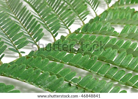 Branch of green leafs isolated on white background