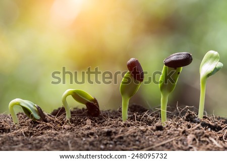 seed root on soil with sunbeam new life start concept