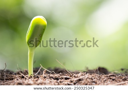 seed on soil and sunlight in morning new life start concept