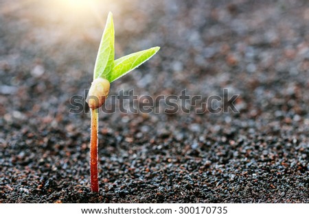 plant growing on soil spring season background