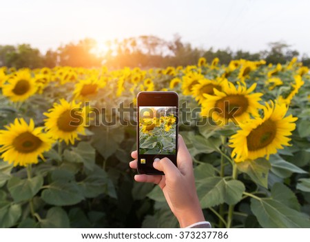hand using phone taking photo beauty sunflower field