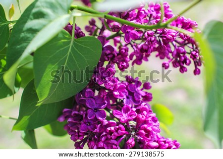 Blossoming lilac. A branch of lilac in the garden. May Flowers. Lilac flower with five petals. Wallpapers.