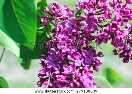 Blossoming lilac. A branch of lilac in the garden. May Flowers. Lilac flower with five petals. Wallpapers.