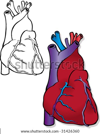 human heart drawing. stock vector : human heart