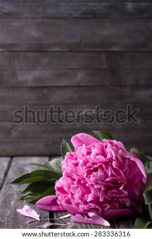 flowers pink peony on old wooden background