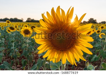 field of sunflowers, in the foreground a huge flower with the sun behind