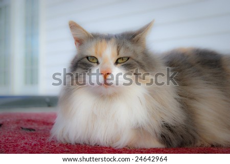 Cat laying outside looking straight ahead