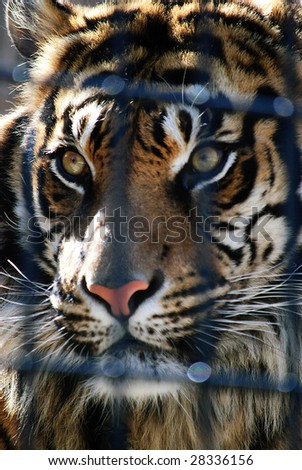 Tiger behind bars with intense glare at the zoo