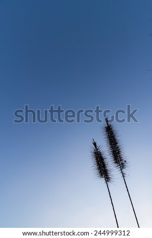 Silhouette of winter grasses against a blue morning sky