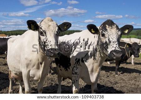 Cows in the swedish field on sky background
