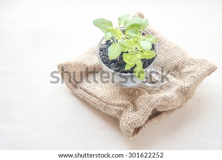 Cup of tree Basil sprouts, Natural Feeding human food