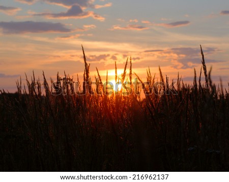 Blurry nature background: sunset with low depth of field through the grass.