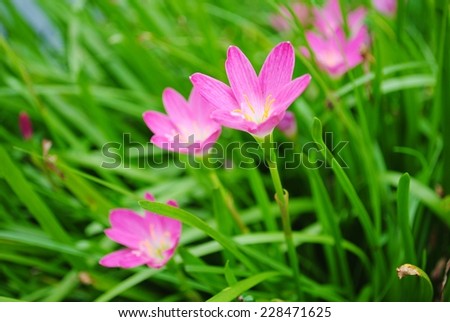 beautiful purple rain lily flower