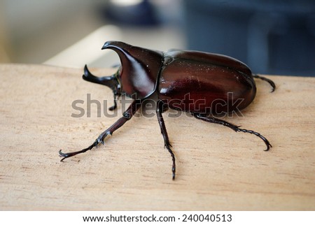 Beetle on wood
