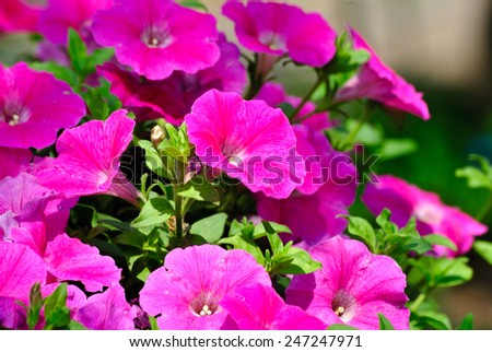 Petunias can tolerate relatively harsh conditions and hot climates.