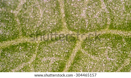 A microscopic view of the leaf surface showing plant cells.
