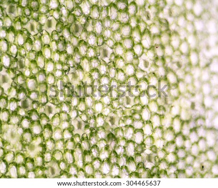 A microscopic view of the leaf surface showing plant cells.