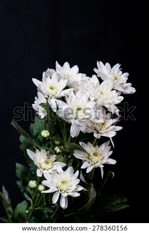 white chrysanthemum isolated on black background