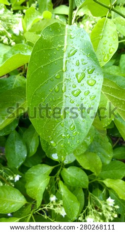 Water droplets on leaves