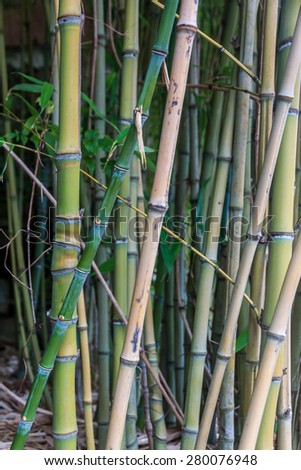 Bamboo is a tribe of flowering perennial evergreen plants in the grass family Poaceae