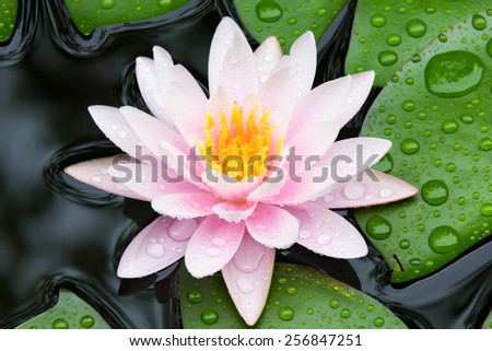 Pink lotus after raining