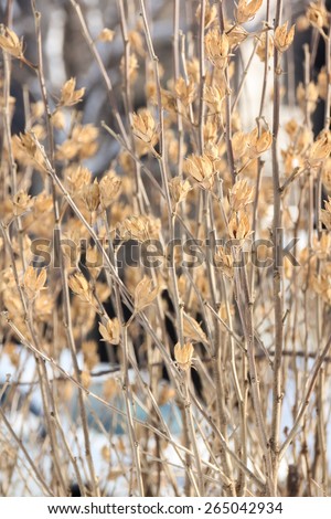 Dried plant in winter season