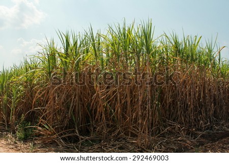 Sugar cane field with blue sky, Thailand