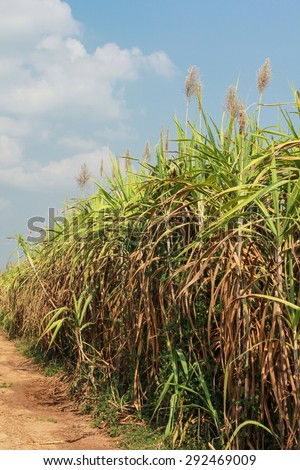 Sugar cane field with blue sky, Thailand