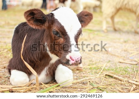 Calf lying on staw